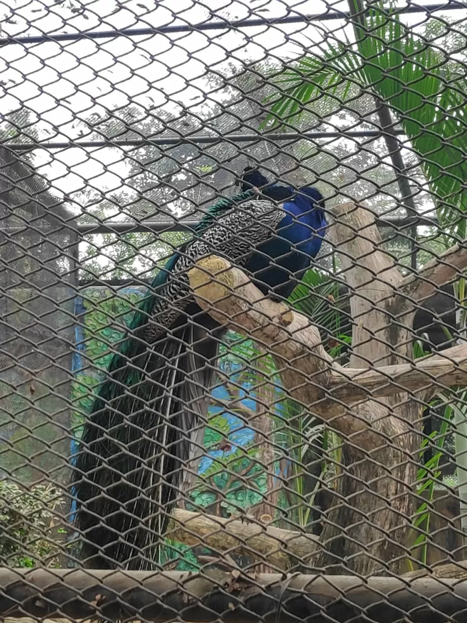 Photo of Nandankanan Zoological Park By Chandrika Pyne