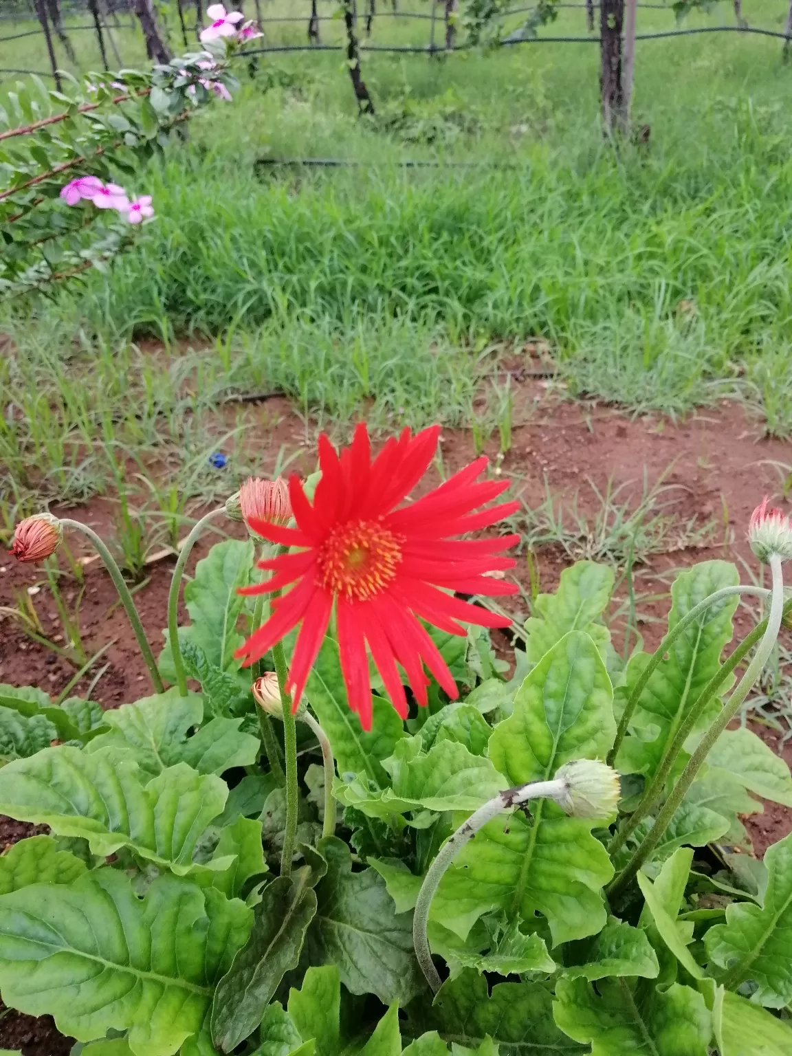Photo of Sula Vineyards By Siddharth Choudhary