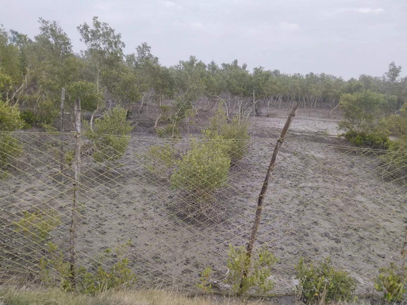 Photo of Sundarban National Park By Samapti Rooj