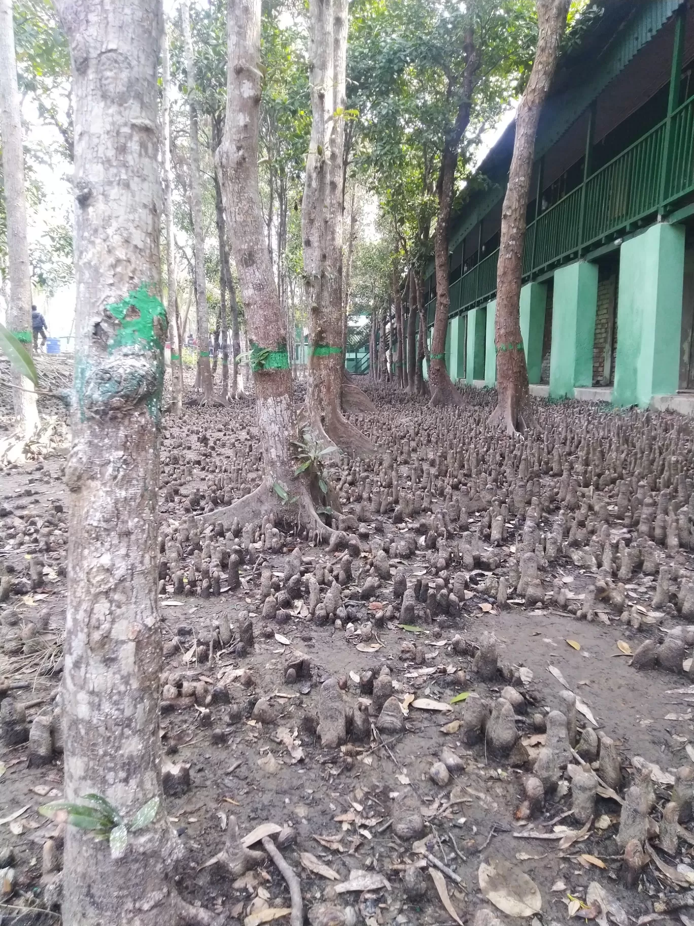 Photo of Sundarban National Park By Samapti Rooj