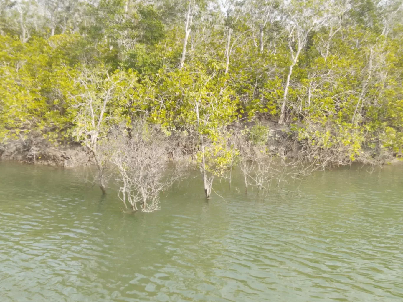 Photo of Sundarban National Park By Samapti Rooj