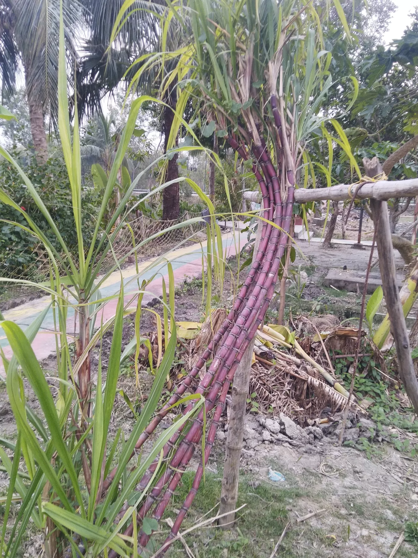 Photo of Sundarban National Park By Samapti Rooj