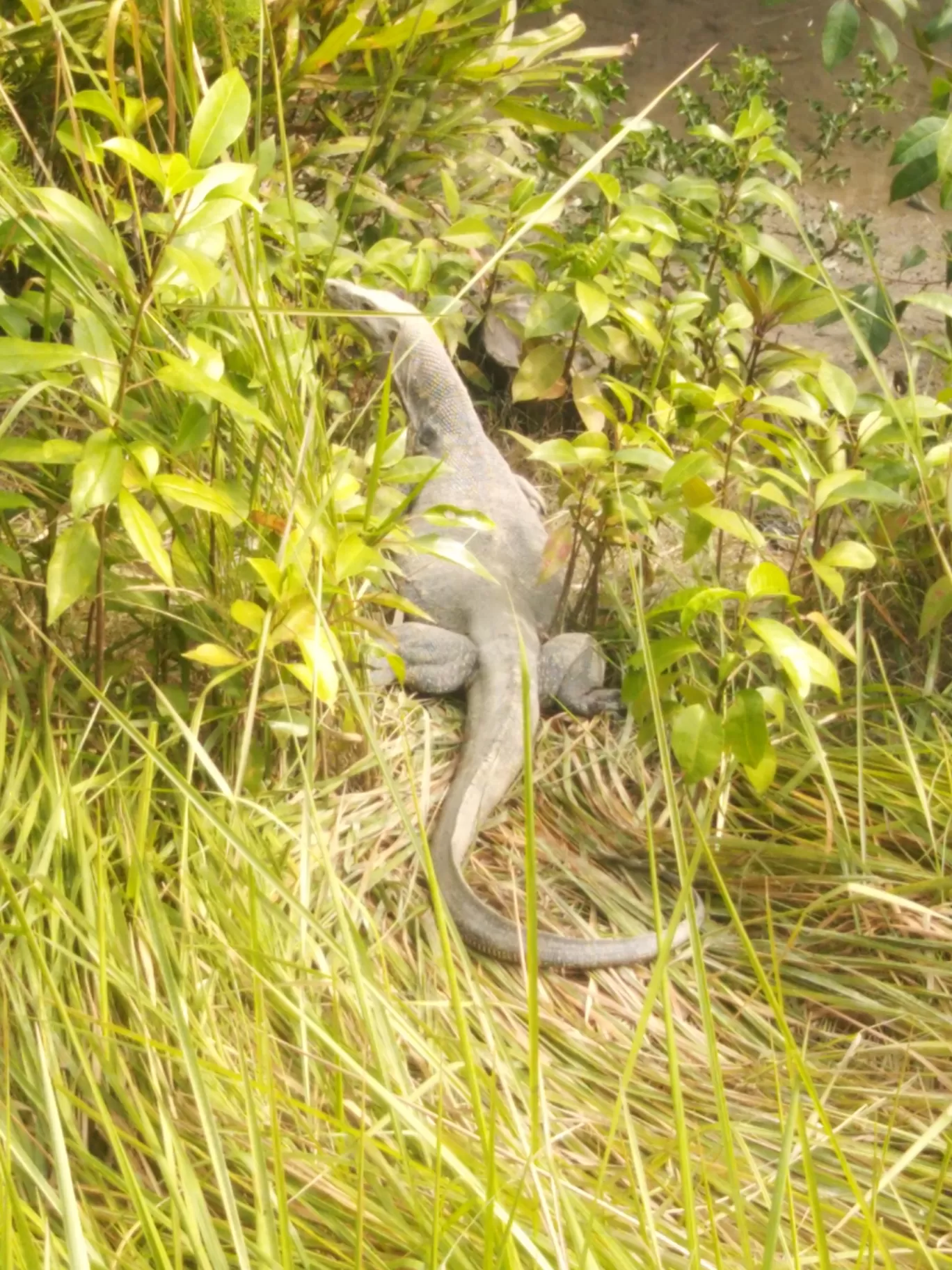 Photo of Sundarban National Park By Samapti Rooj