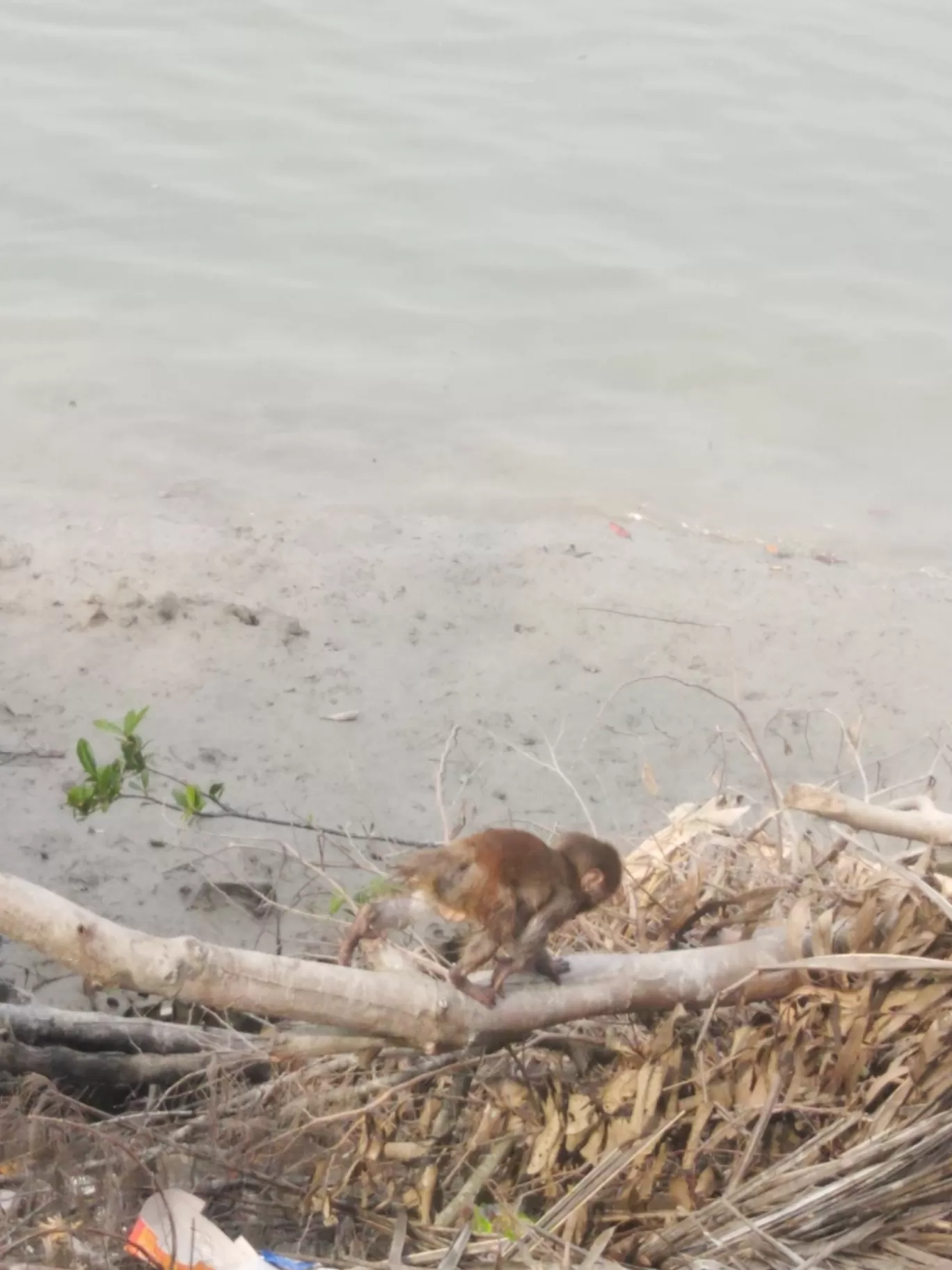 Photo of Sundarban National Park By Samapti Rooj
