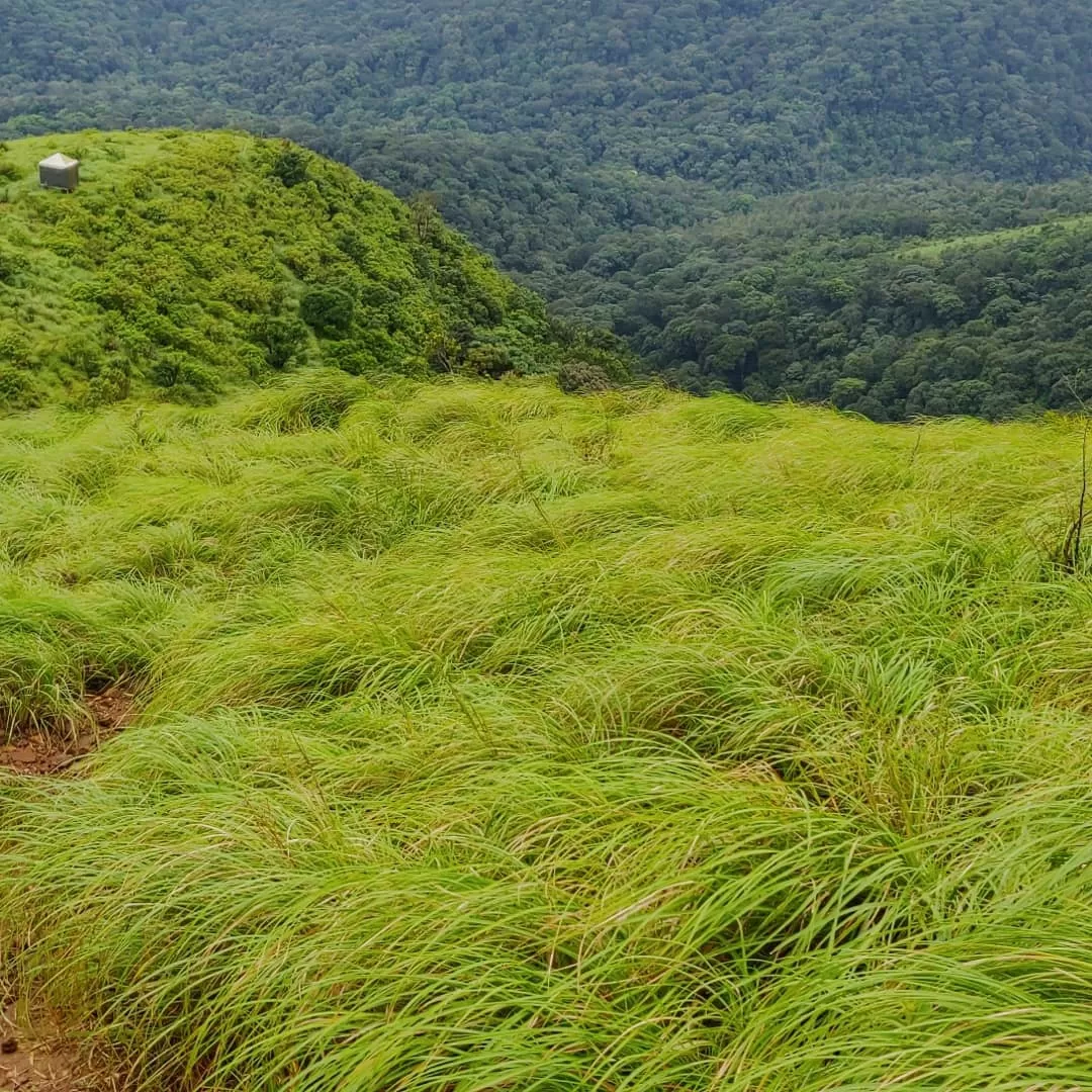 Photo of Brahmagiri By Ashwin G