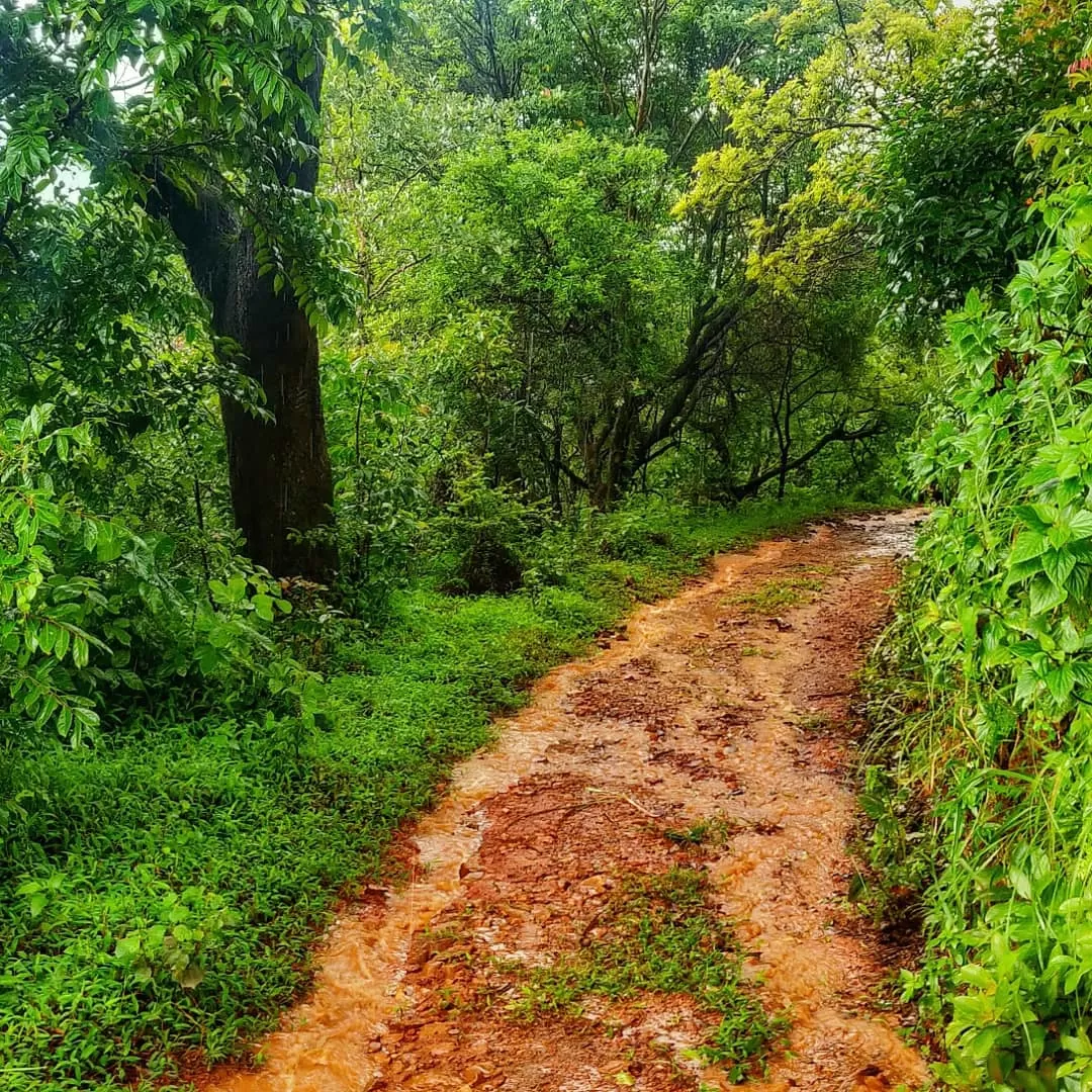 Photo of Brahmagiri By Ashwin G