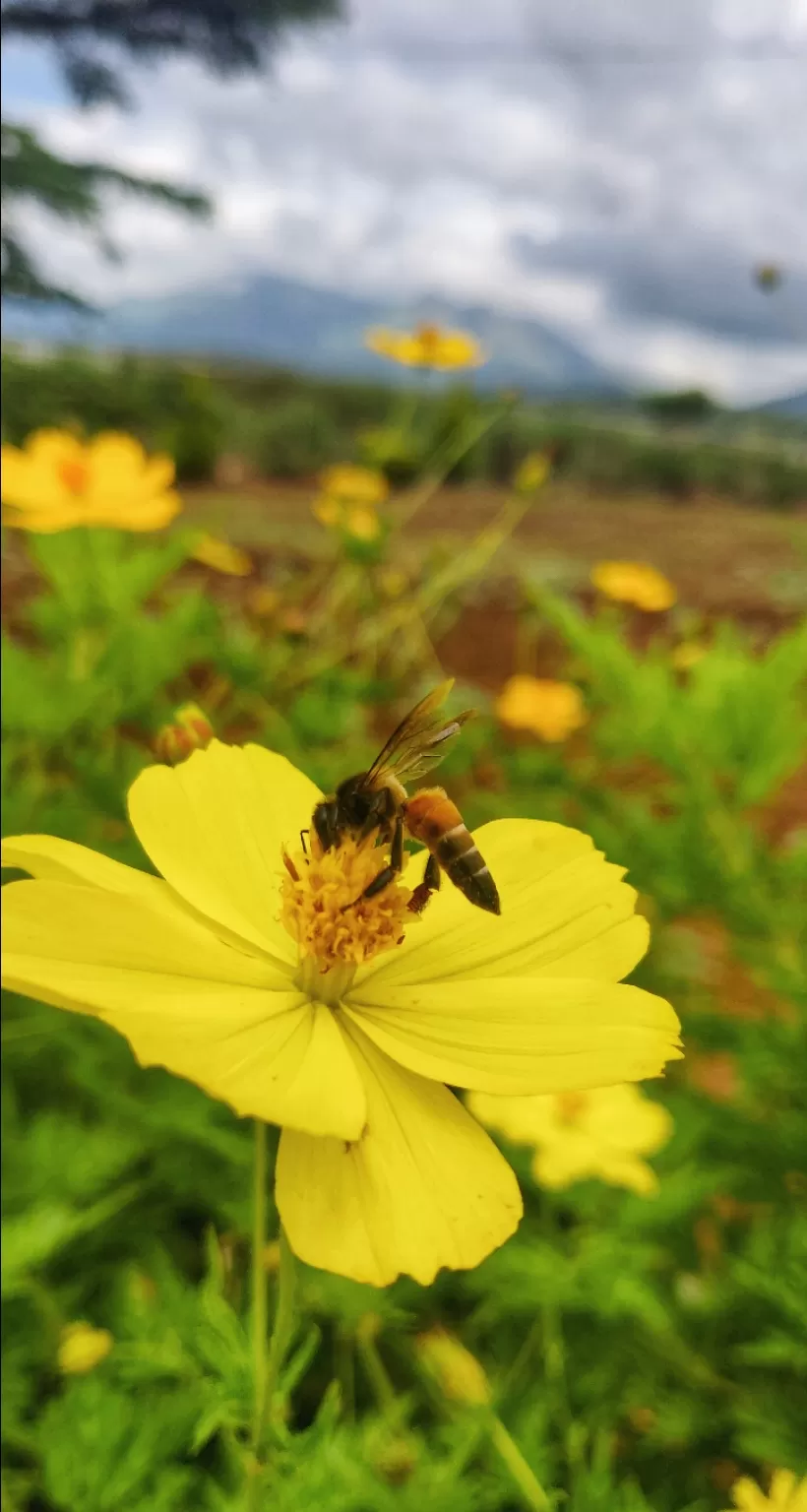 Photo of Chembra Peak By Ashwin G