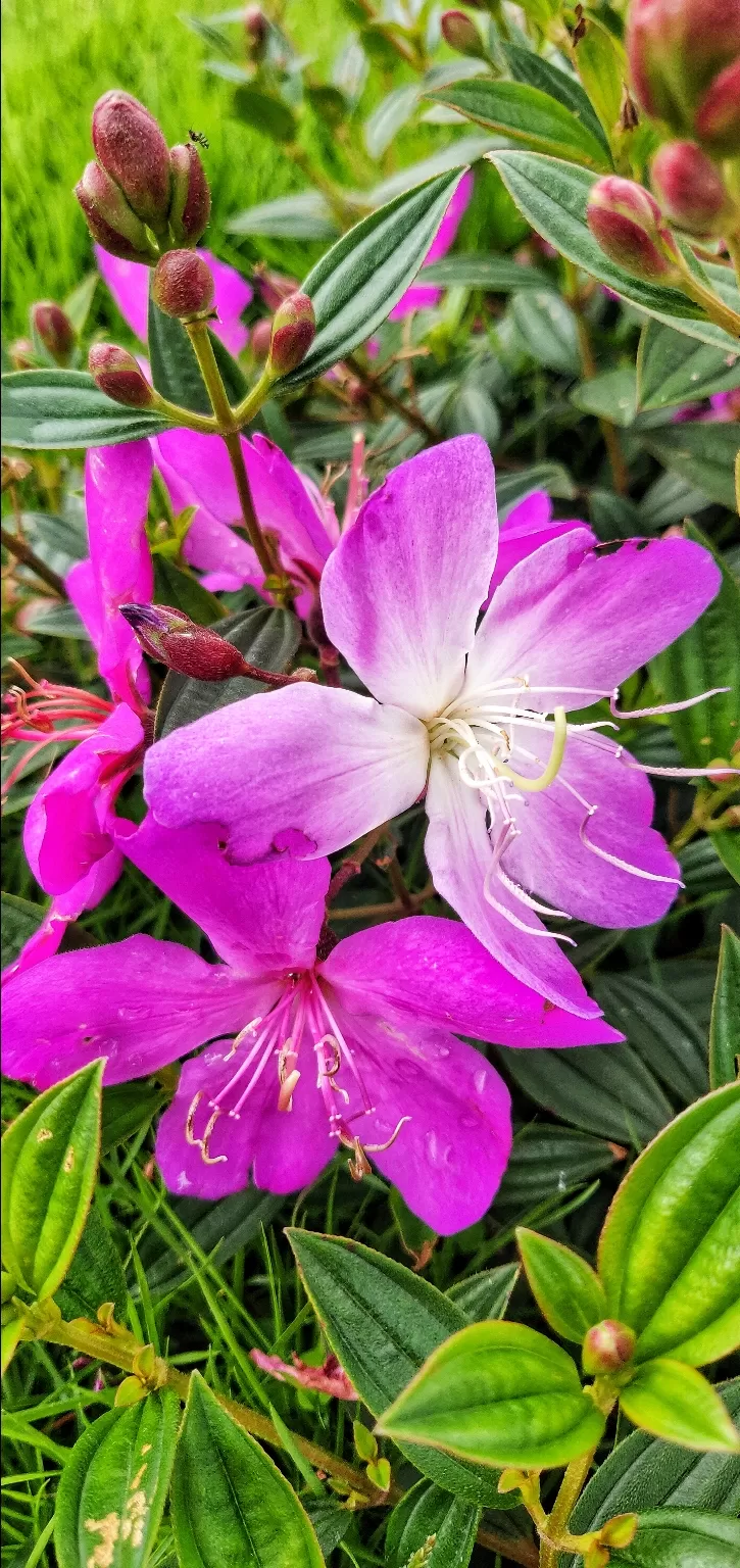 Photo of Ettina Bhuja By Ashwin G