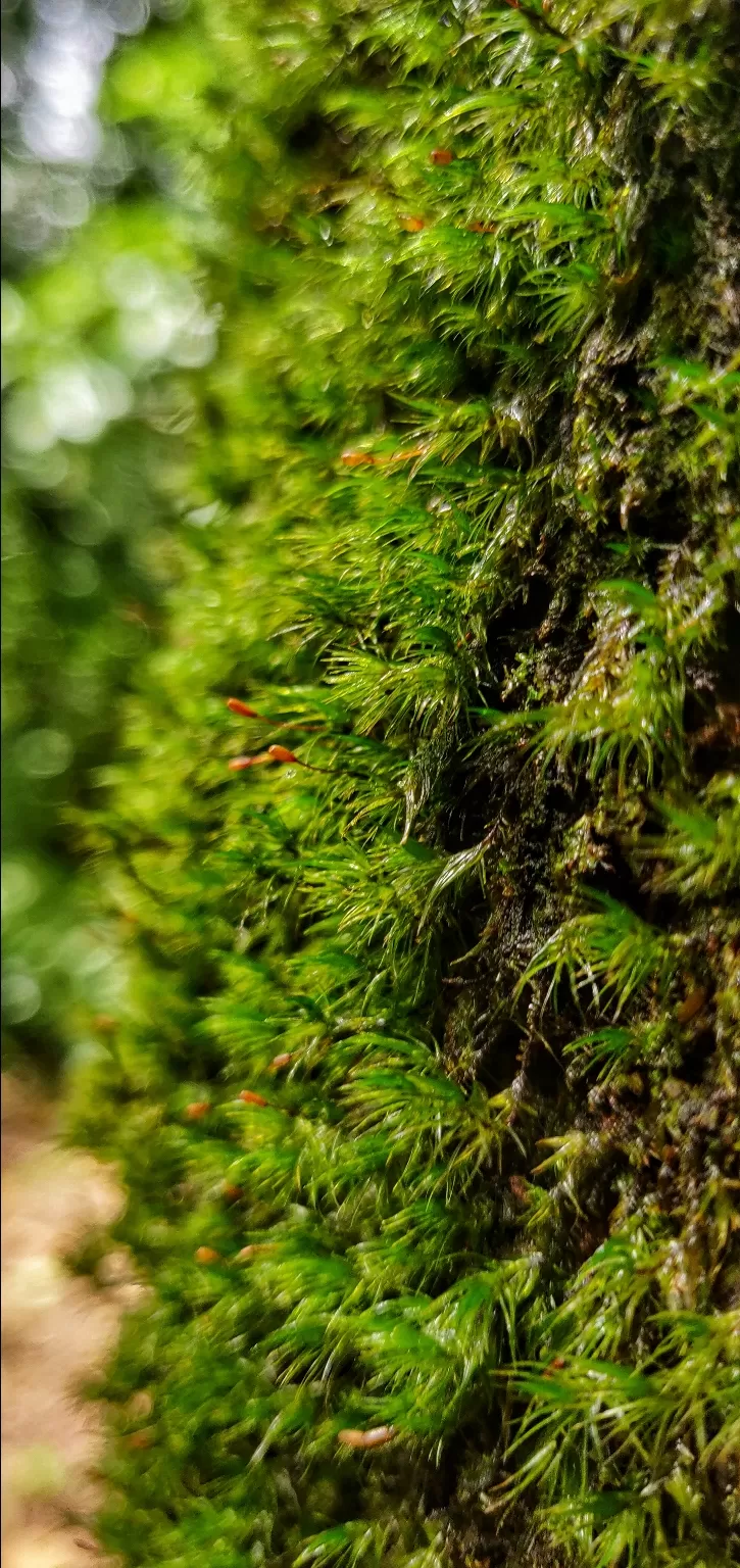 Photo of Ettina Bhuja By Ashwin G