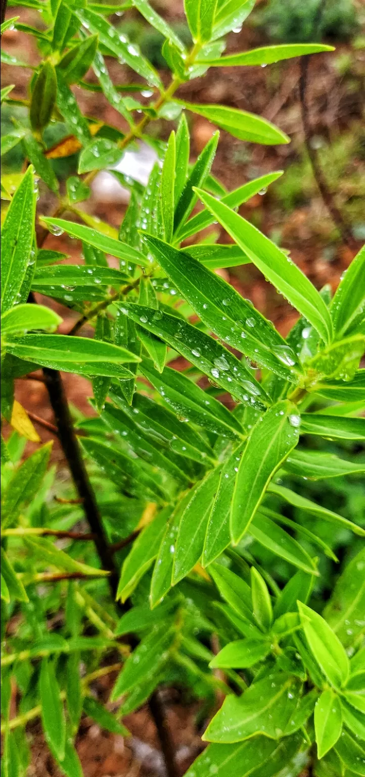 Photo of Ettina Bhuja By Ashwin G