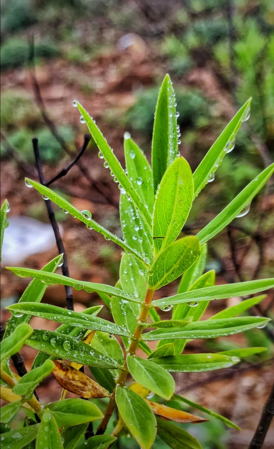 Photo of Ettina Bhuja By Ashwin G