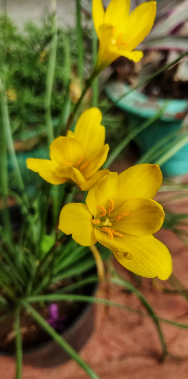Photo of Ettina Bhuja By Ashwin G