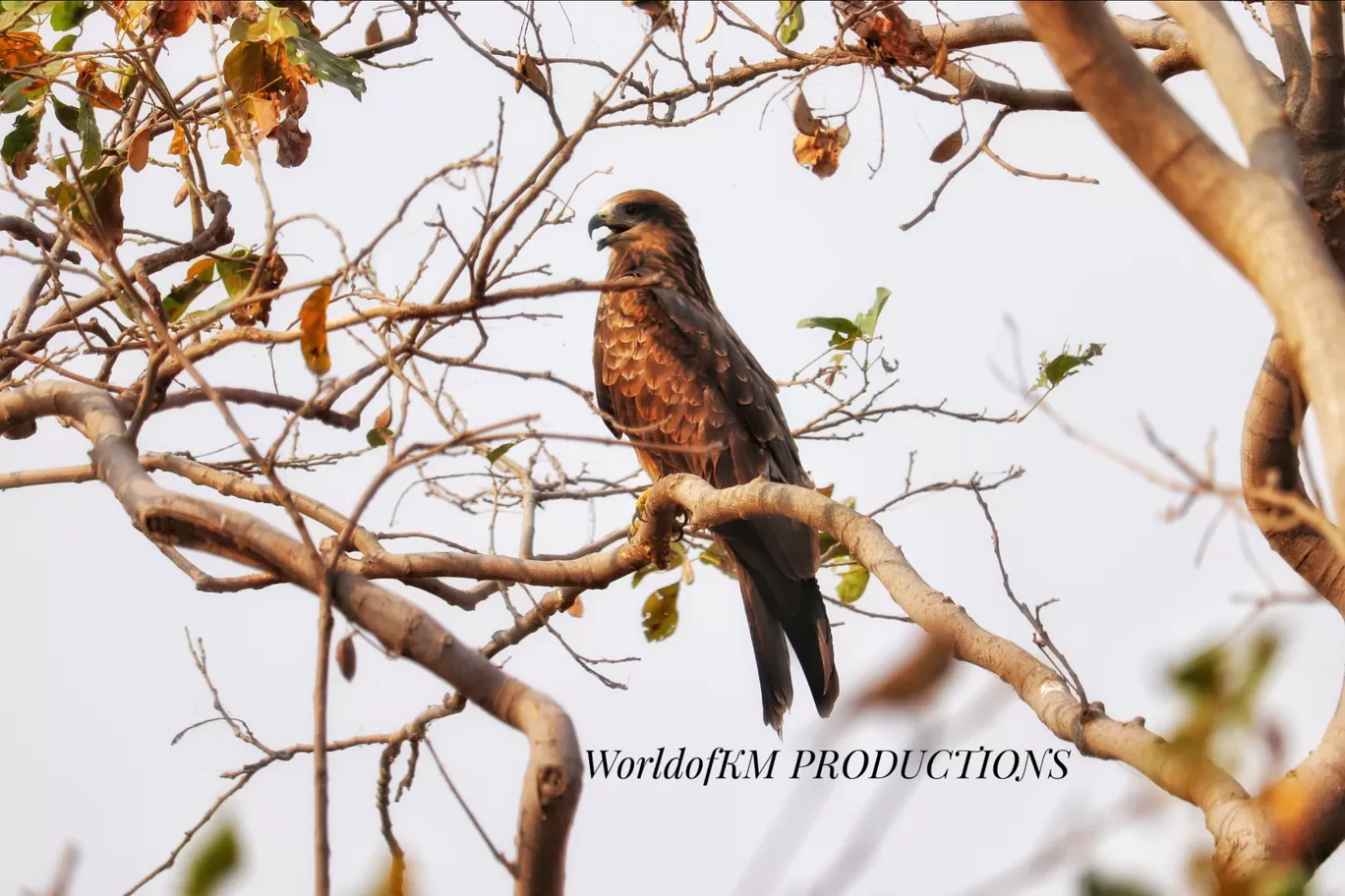 Photo of Van Vihar National Park By Kamlesh Mandriya 