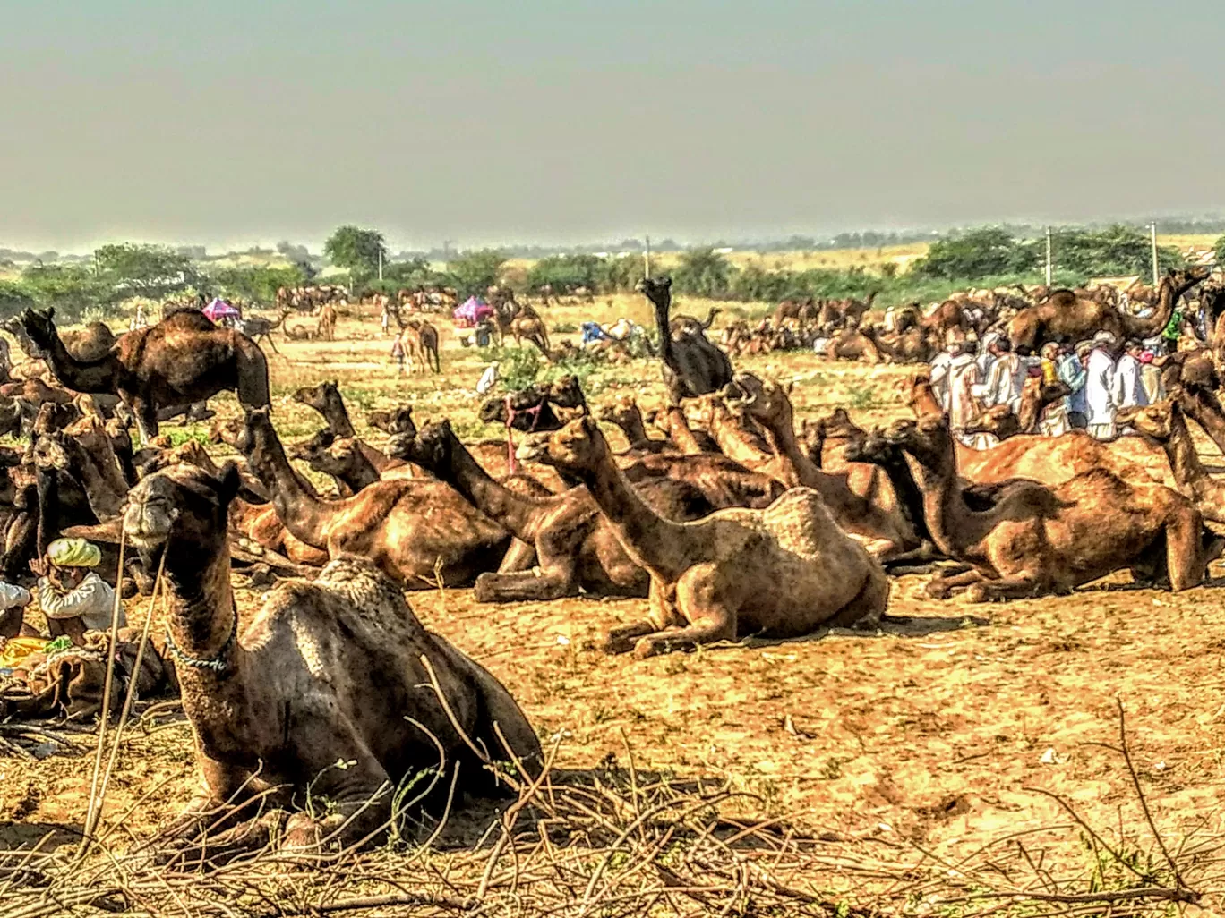 Photo of Pushkar By ARPAN PAL