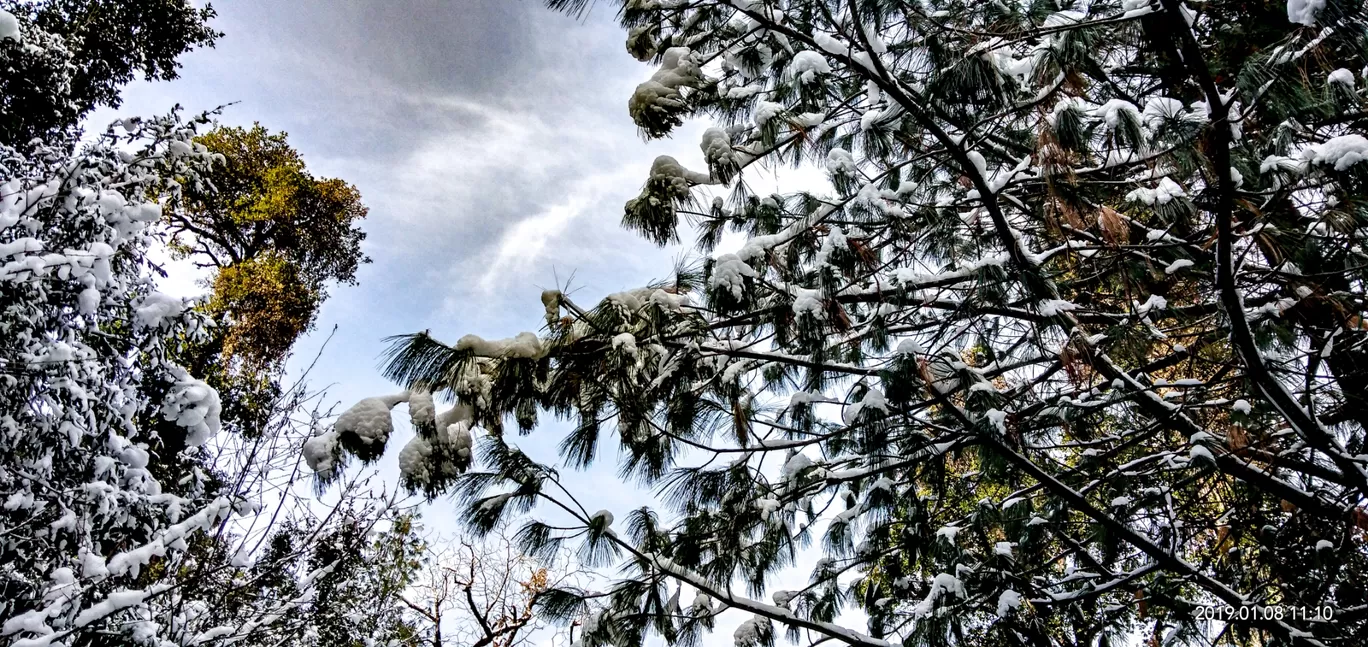 Photo of Auli By Rutwa Somani