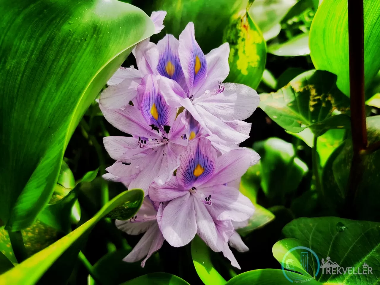Photo of Yeoor By Jijo Johnson