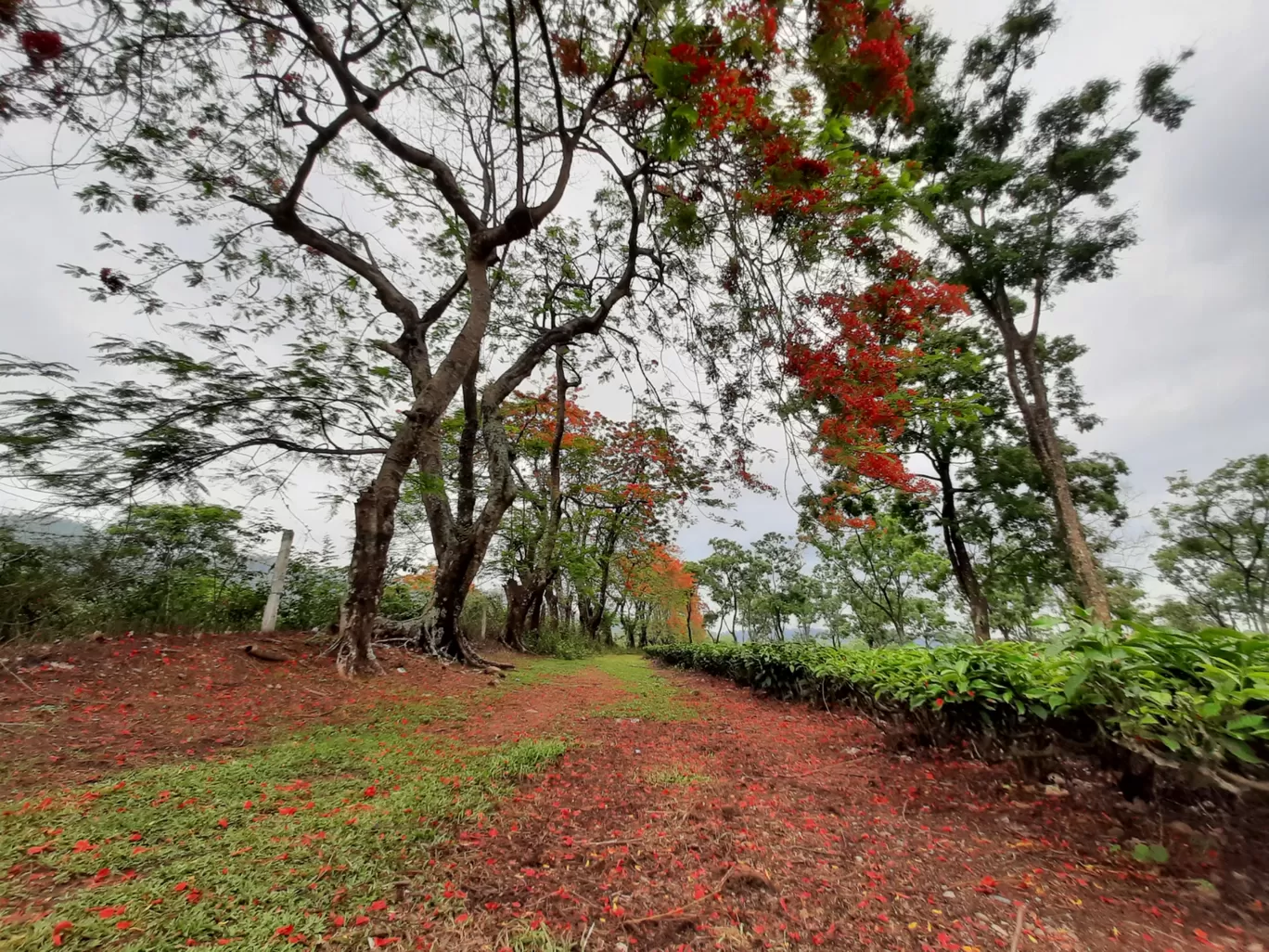 Photo of Udalguri Koramore Road By Pankaj Mehta Traveller