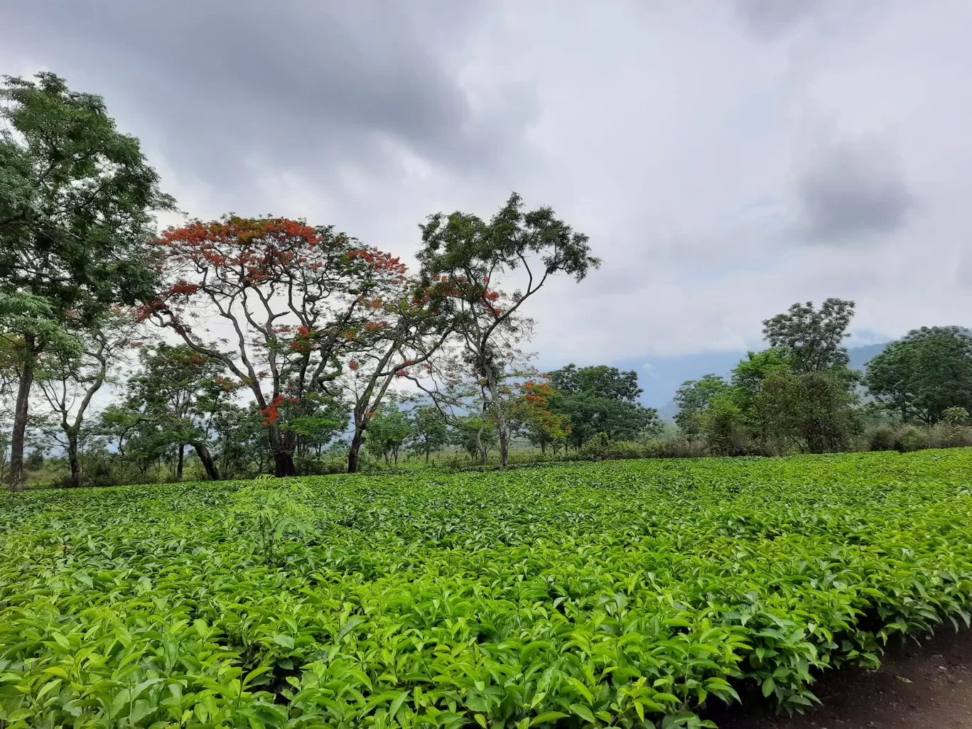 Photo of Udalguri Koramore Road By Pankaj Mehta Traveller