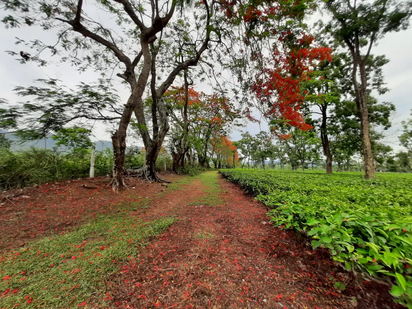 Photo of Udalguri Koramore Road By Pankaj Mehta Traveller