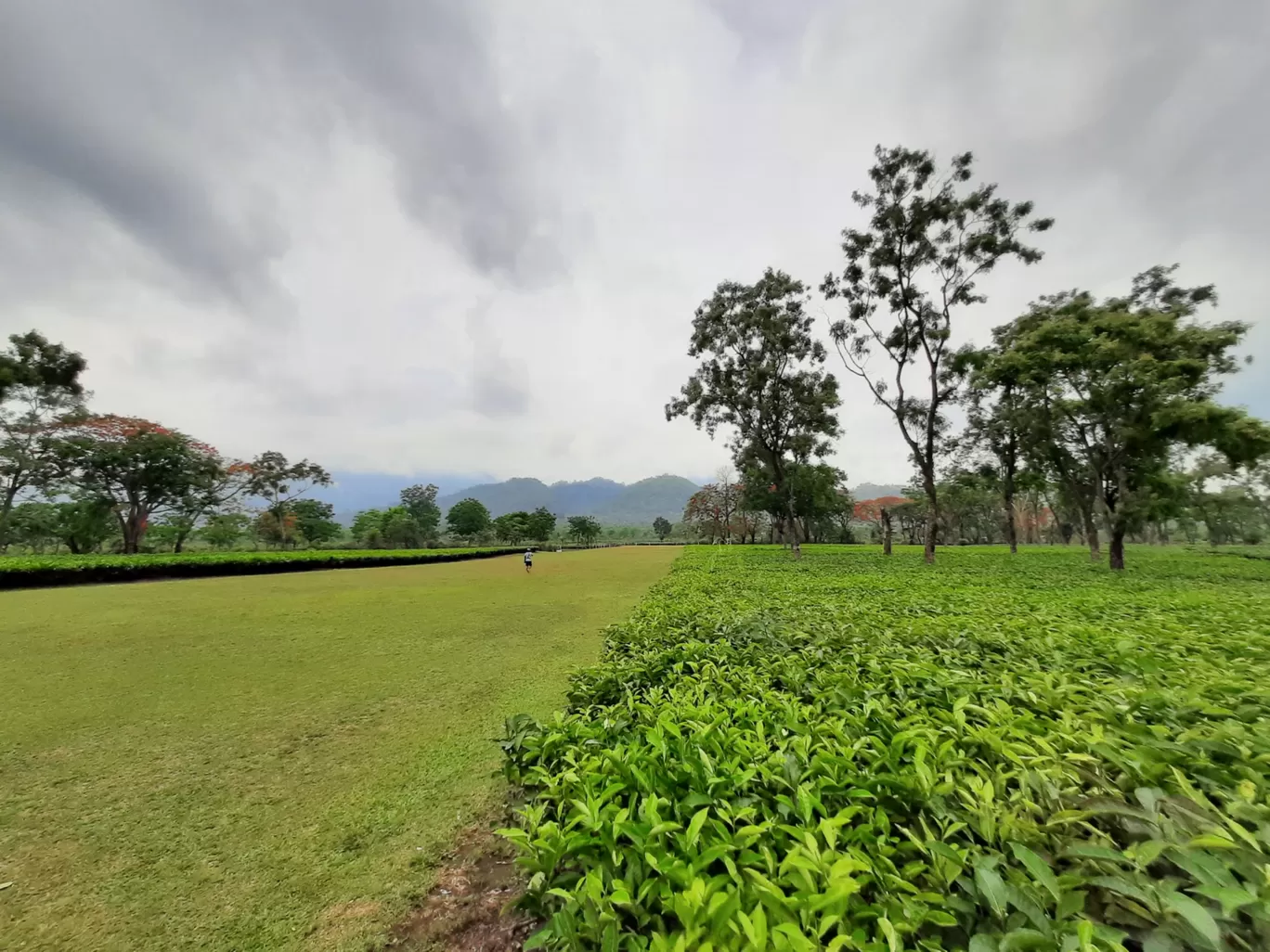 Photo of Udalguri Koramore Road By Pankaj Mehta Traveller