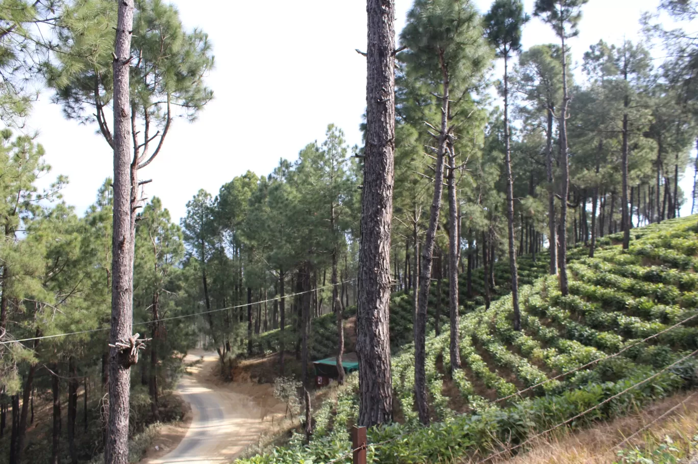 Photo of Kausani Tea Estate By Pankaj Mehta Traveller