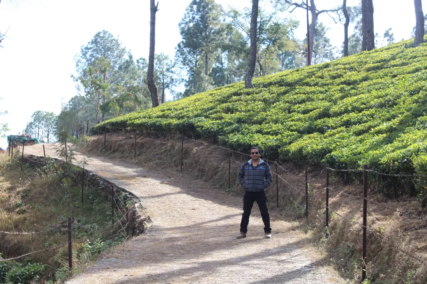 Photo of Kausani Tea Estate By Pankaj Mehta Traveller