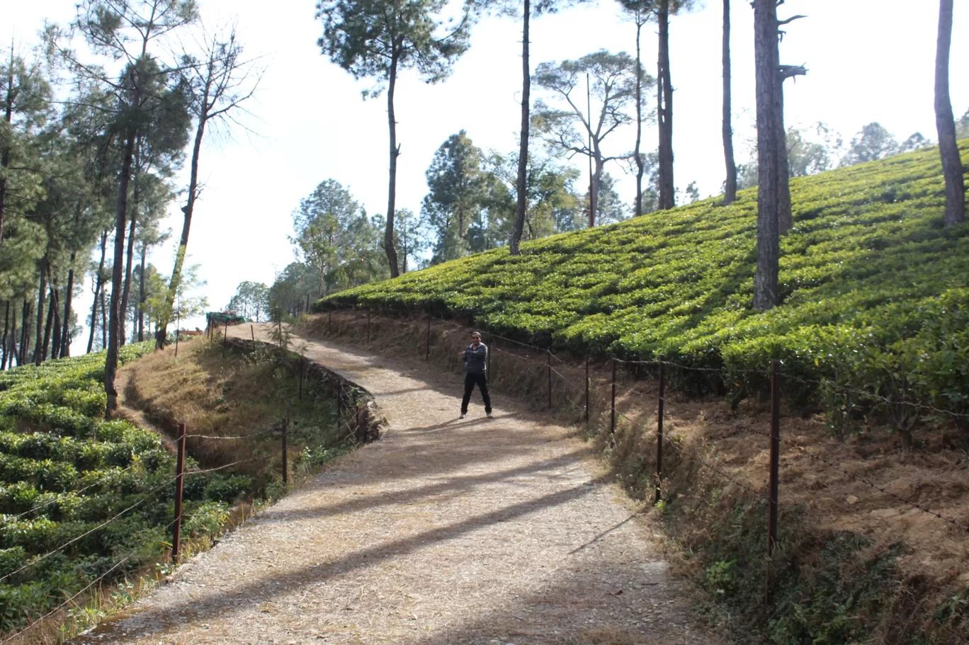 Photo of Kausani Tea Estate By Pankaj Mehta Traveller