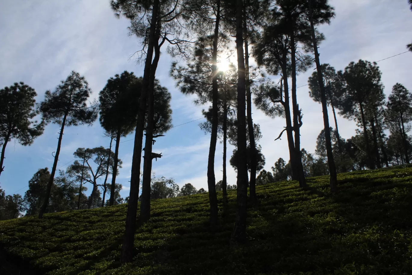 Photo of Kausani Tea Estate By Pankaj Mehta Traveller