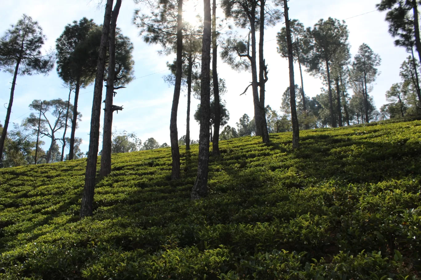 Photo of Kausani Tea Estate By Pankaj Mehta Traveller