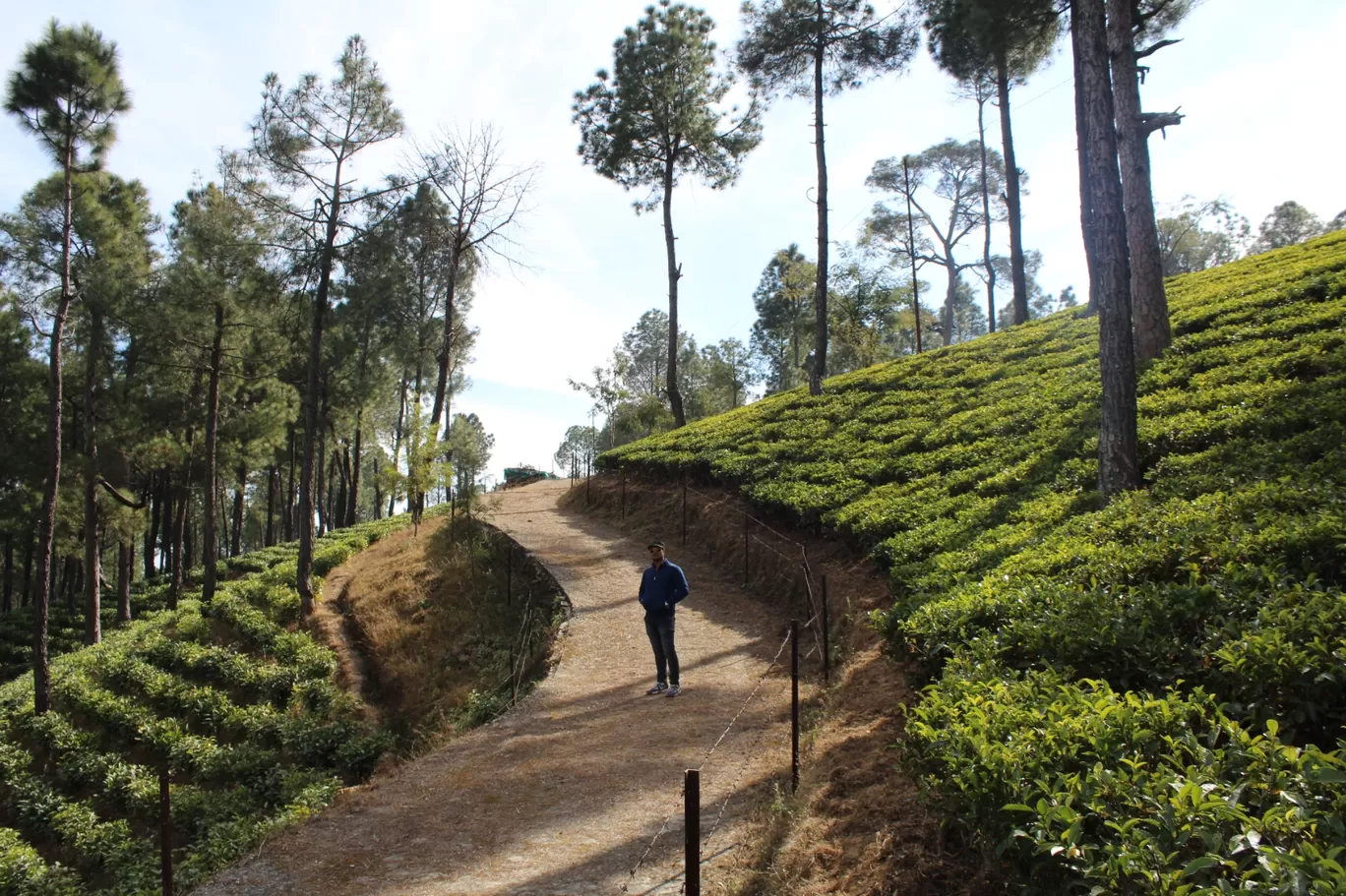 Photo of Kausani Tea Estate By Pankaj Mehta Traveller