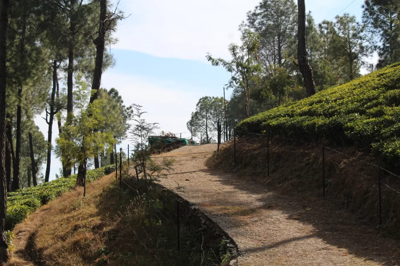 Photo of Kausani Tea Estate By Pankaj Mehta Traveller