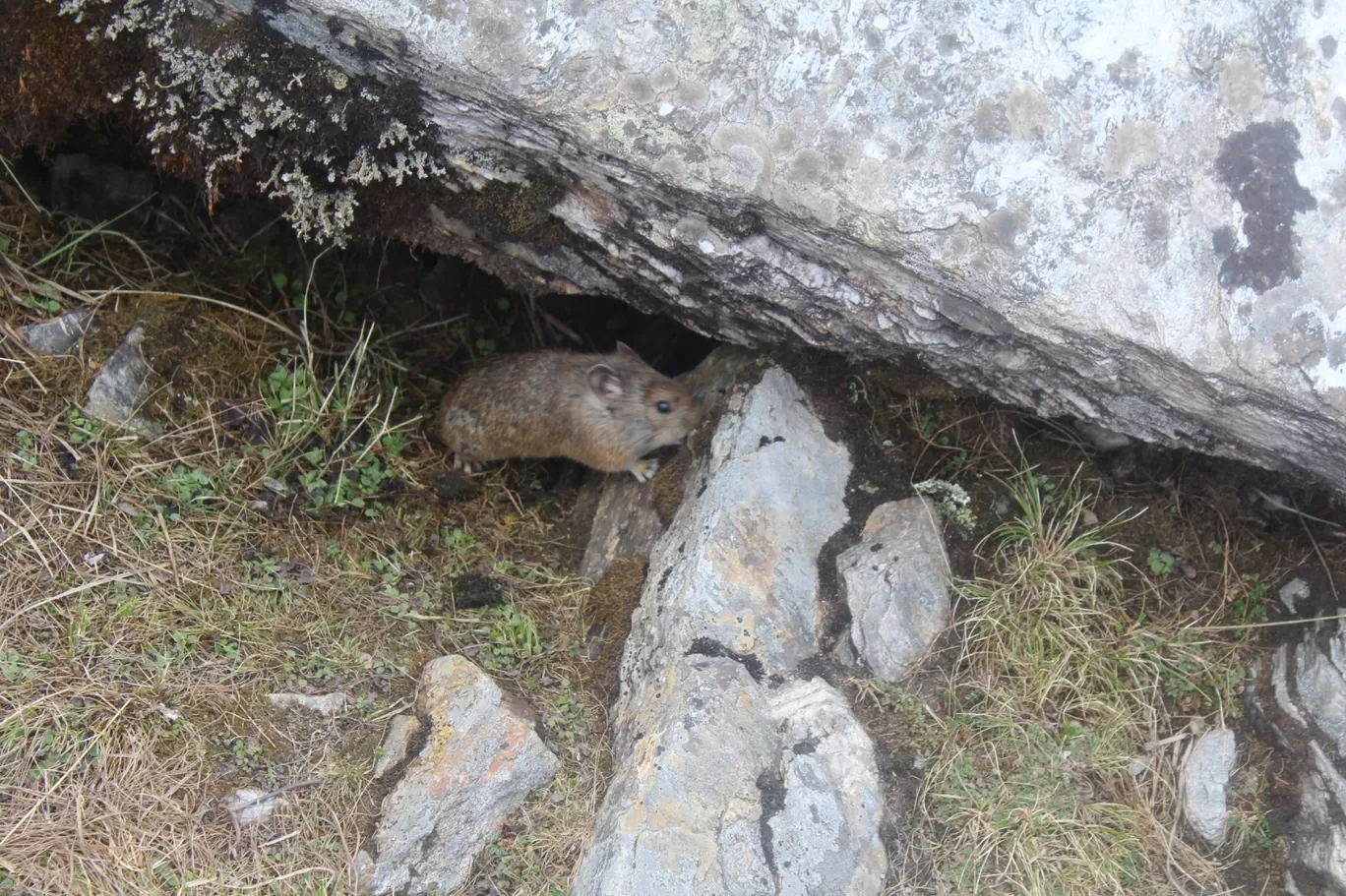 Photo of Panar Bugyal By Pankaj Mehta Traveller