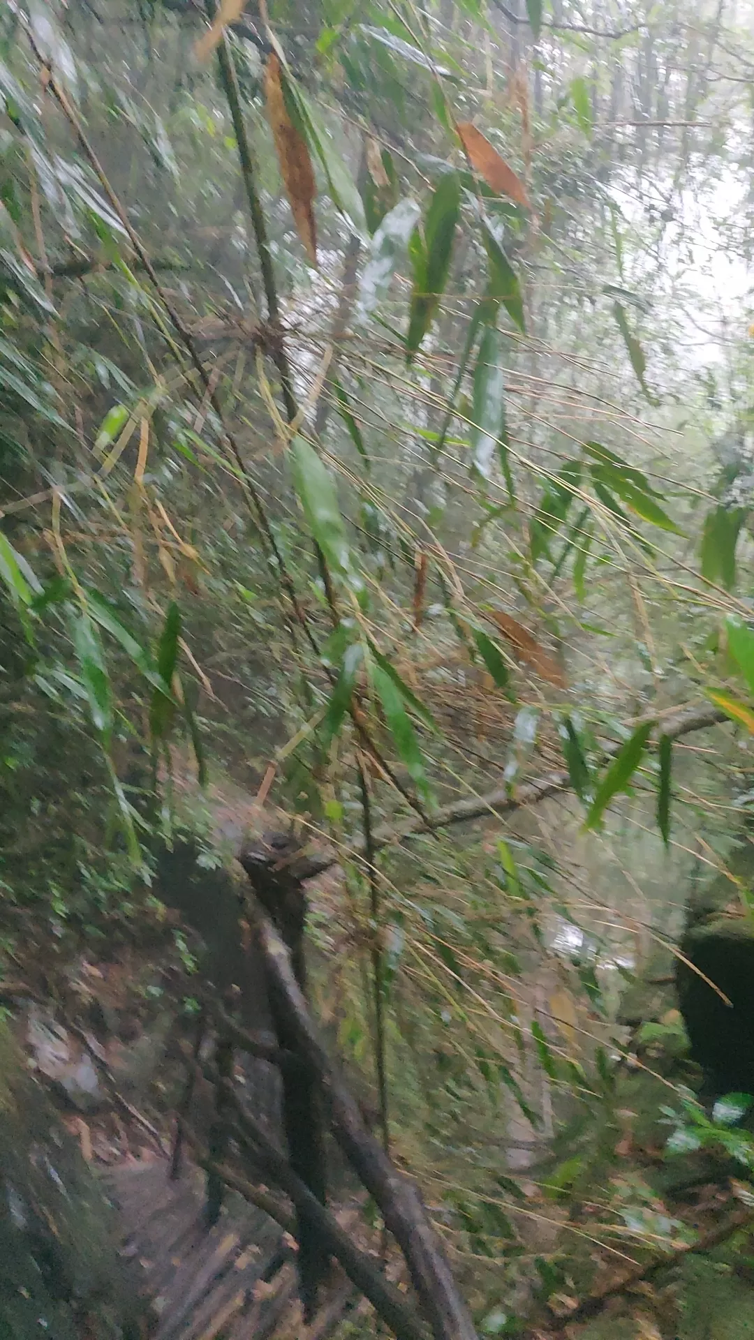 Photo of Wei Sawdong Falls By Pankaj Mehta Traveller