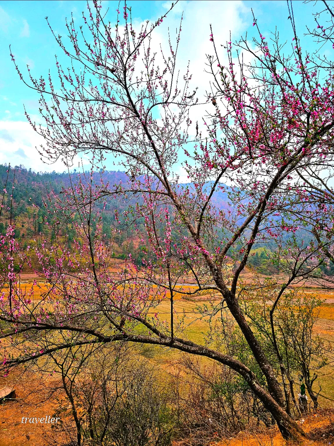 Photo of Sangti Valley Sheep Farm By Pankaj Mehta Traveller