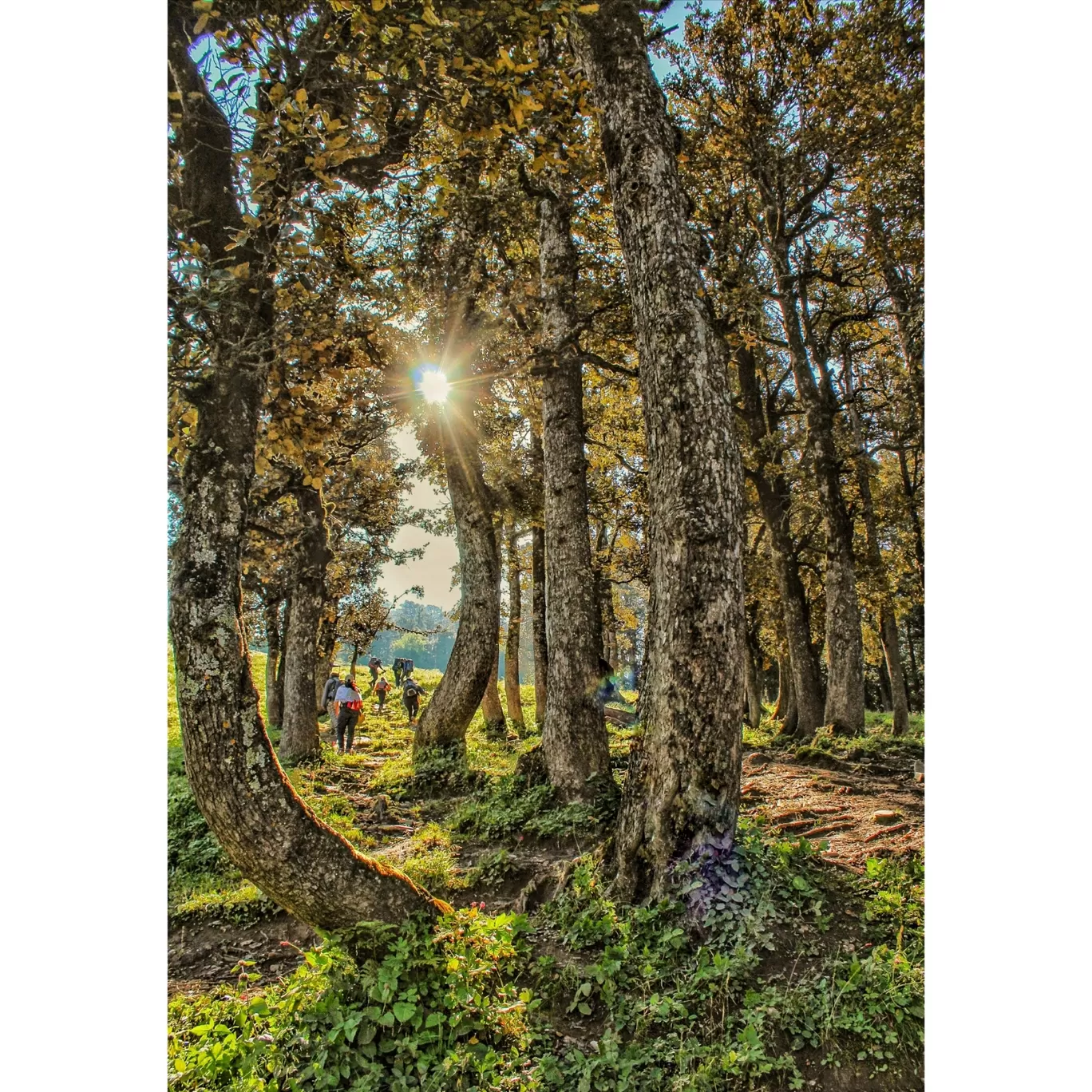 Photo of Bhrigu Lake Trek By Shivali Rai