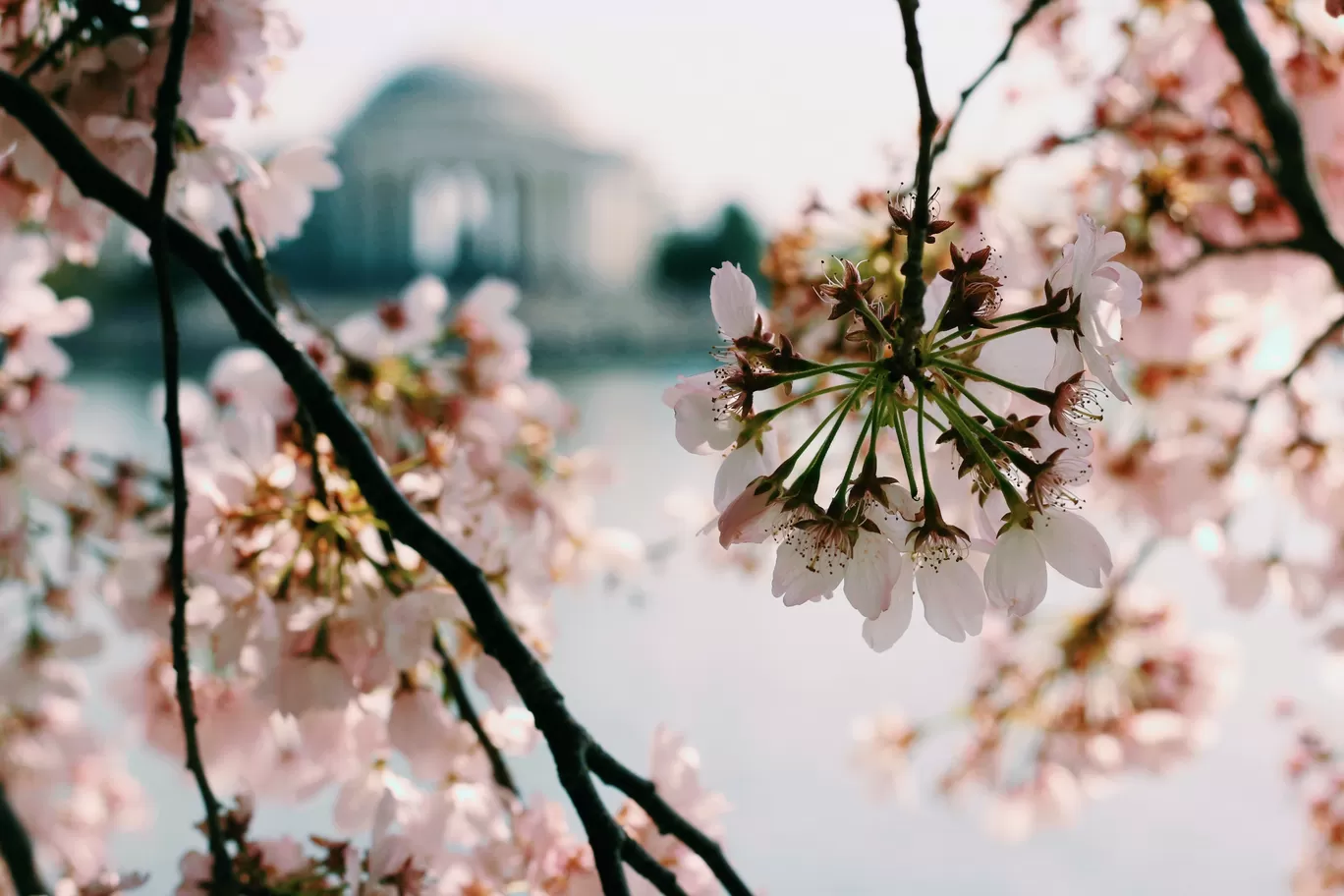 Photo of Washington By Kalpita Raut