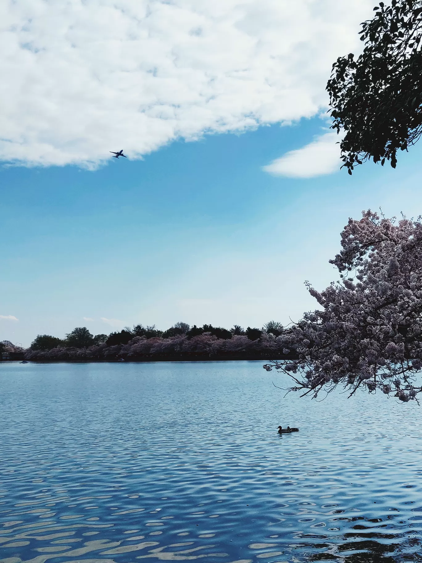 Photo of Washington By Kalpita Raut