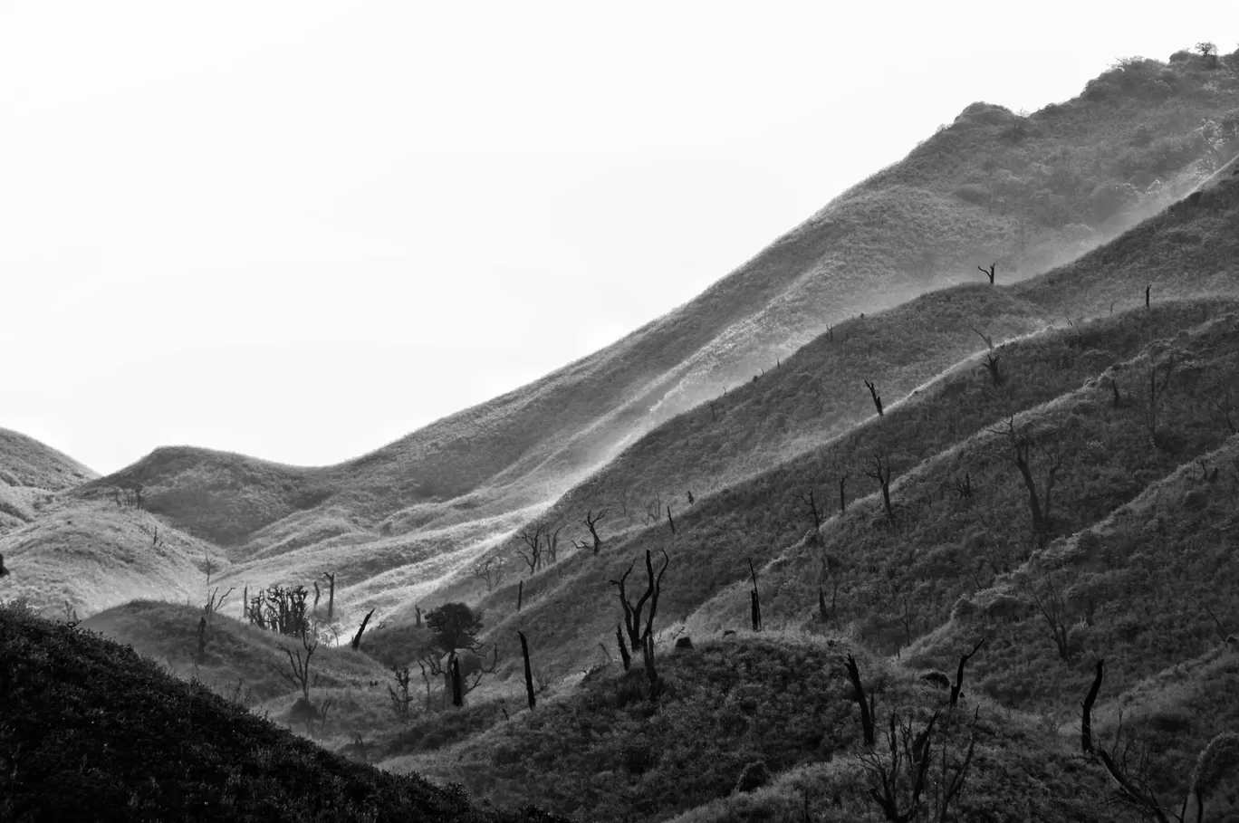 Photo of Dzükou Valley By Sayan De
