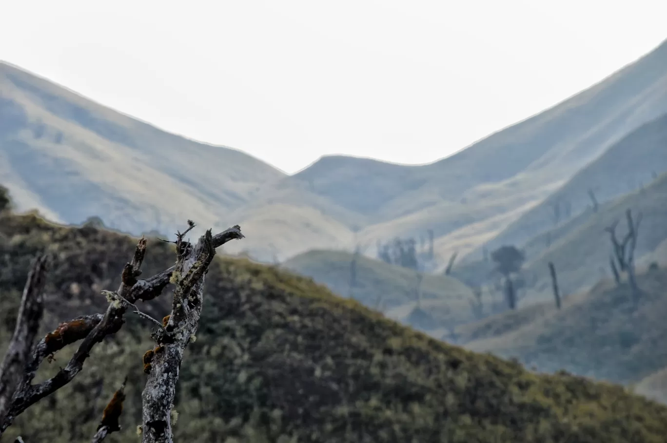 Photo of Dzükou Valley By Sayan De