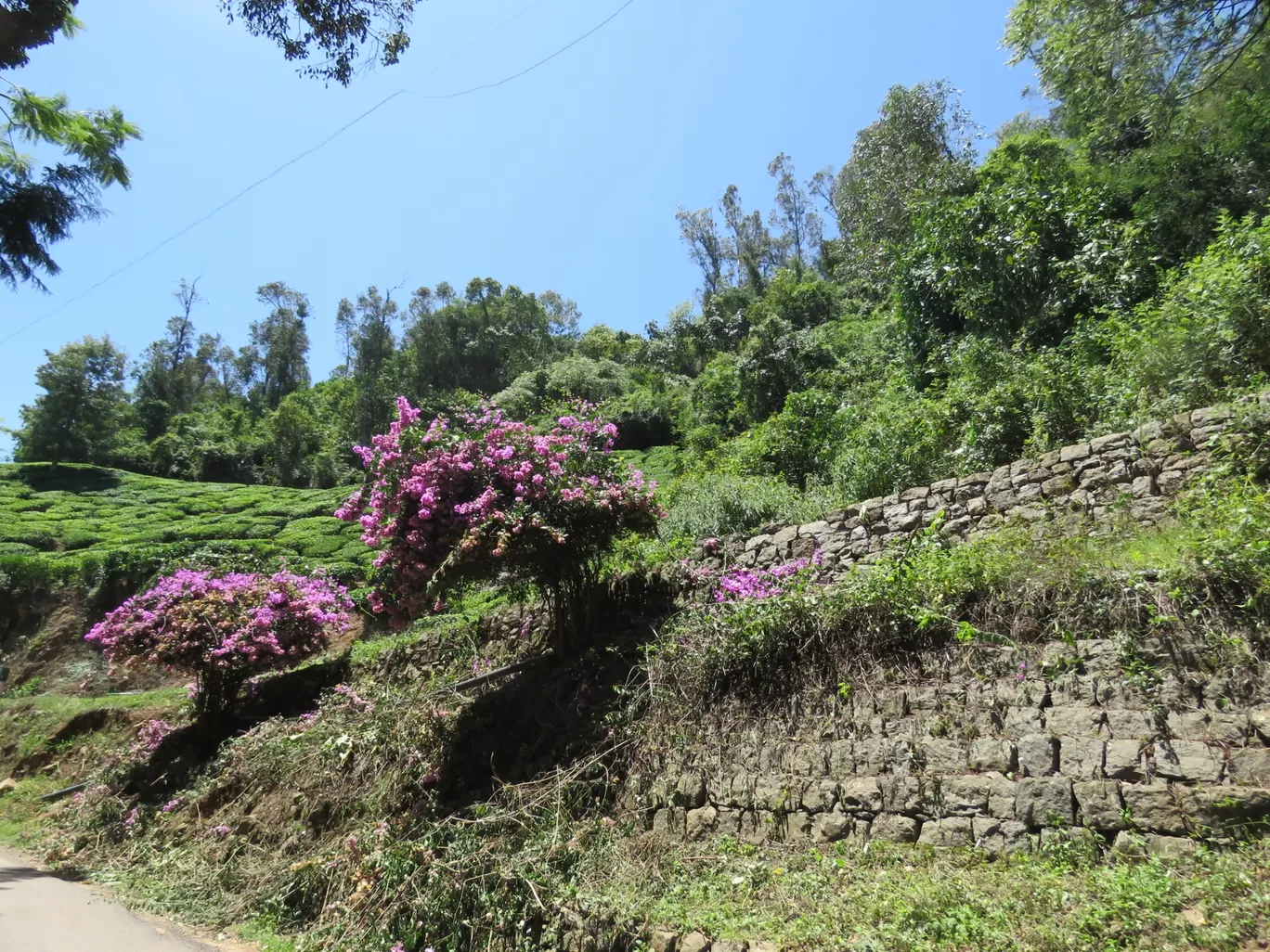 Photo of Ooty By Sh@ron V@rgh€$€