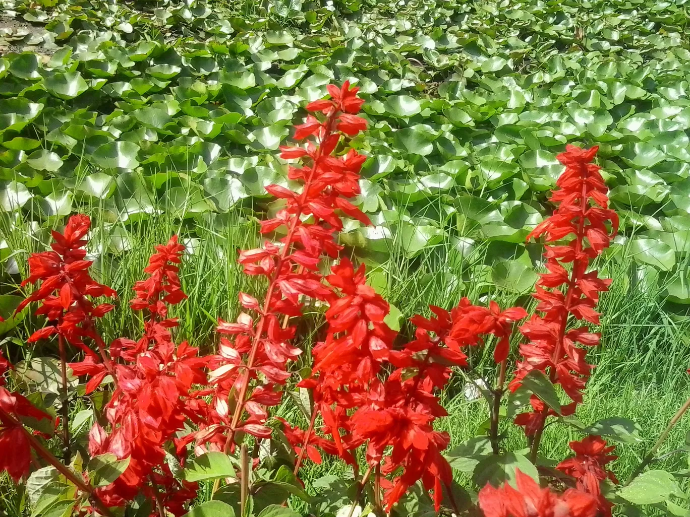 Photo of Ooty By Sh@ron V@rgh€$€