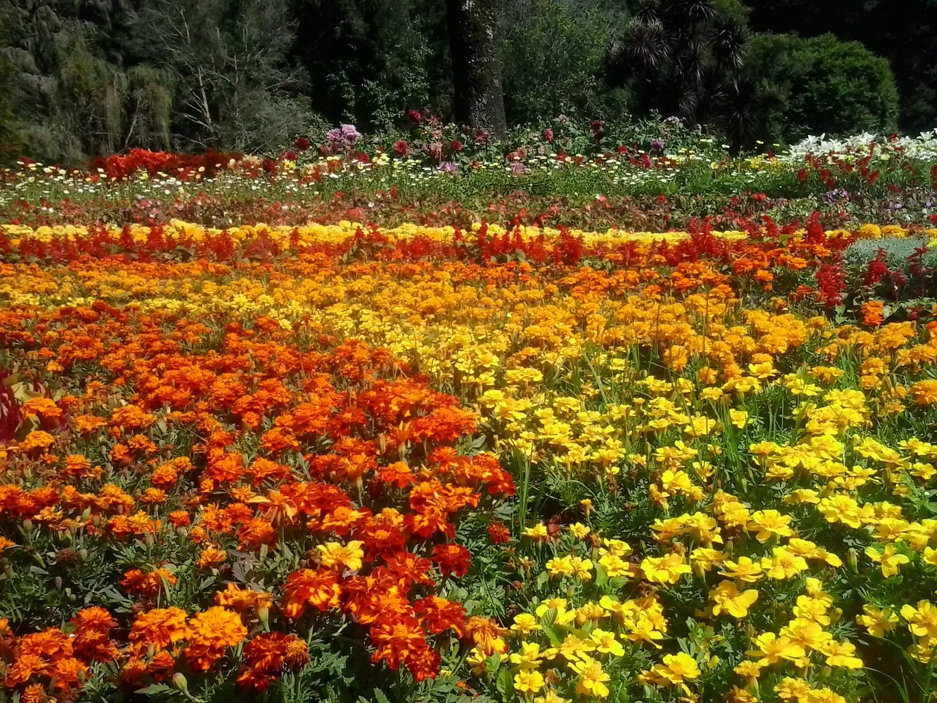 Photo of Ooty By Sh@ron V@rgh€$€