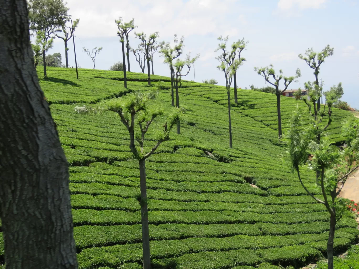 Photo of Ooty By Sh@ron V@rgh€$€