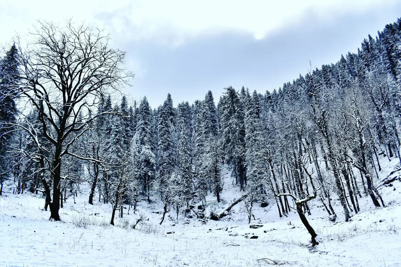 Photo of Kedarkantha Trek By Akshay Periyadan