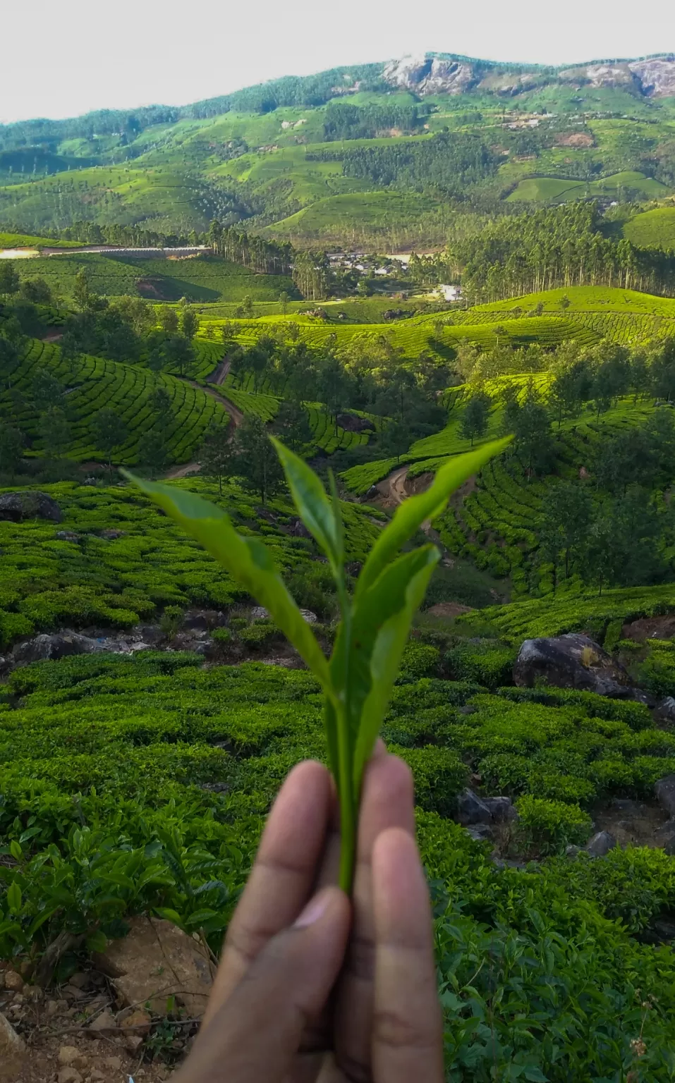 Photo of Munnar By Leisure Traveller