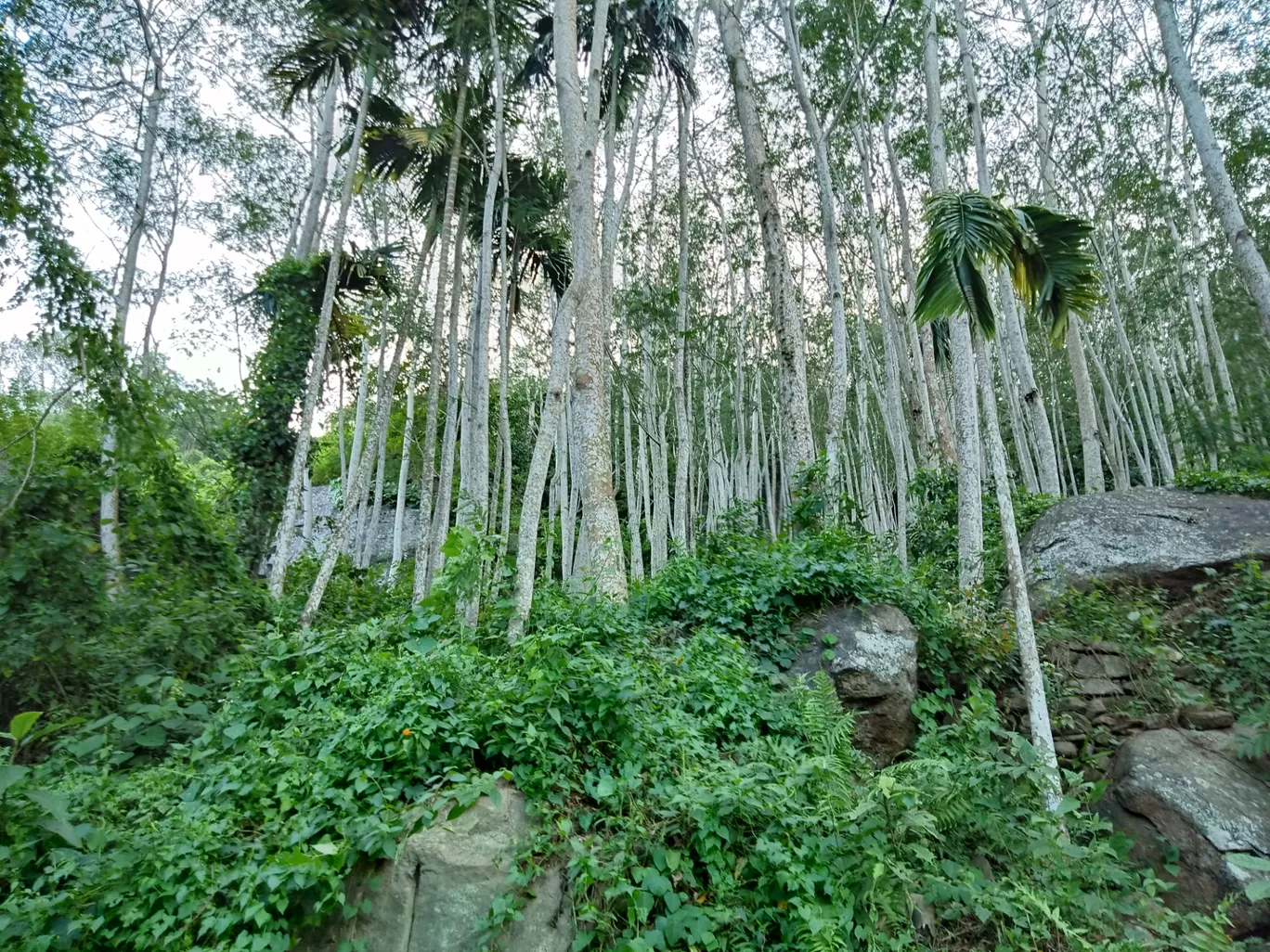 Photo of Kurishumala By Jyothir Adithyan