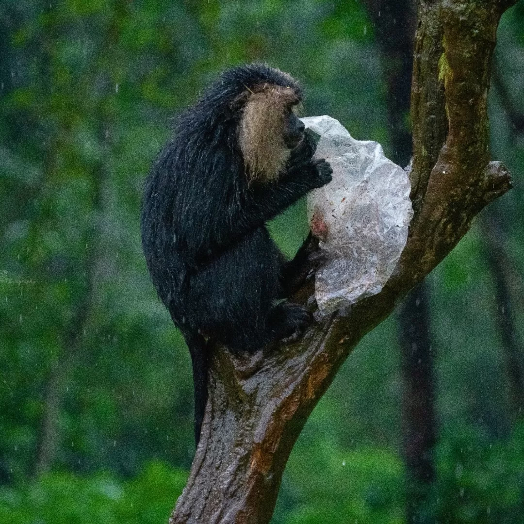 Photo of Karnataka By T M Adithya Shravan 