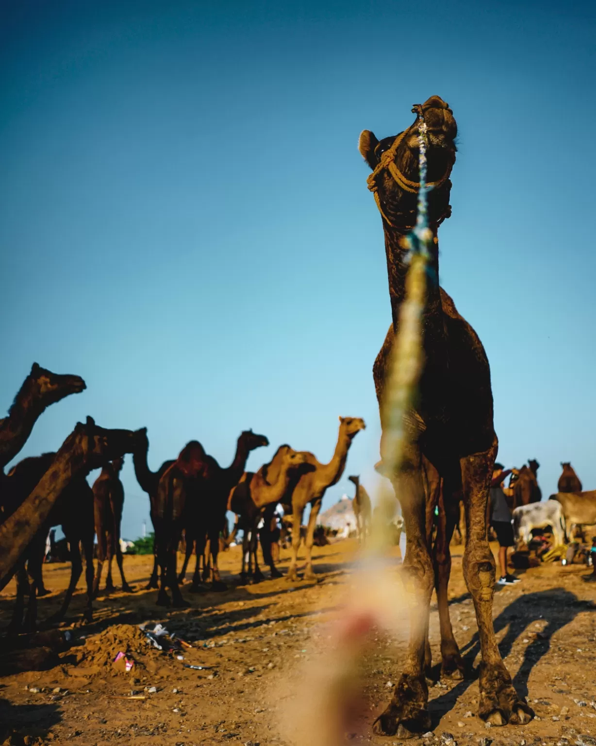 Photo of Pushkar By Harshal Nikale