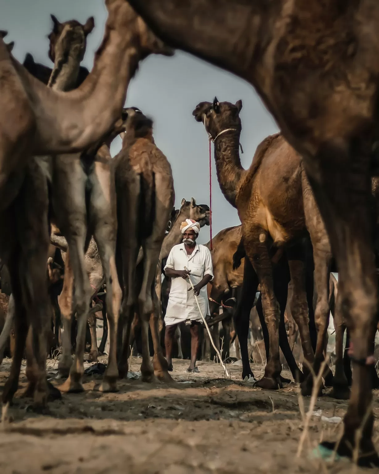 Photo of Pushkar By Harshal Nikale