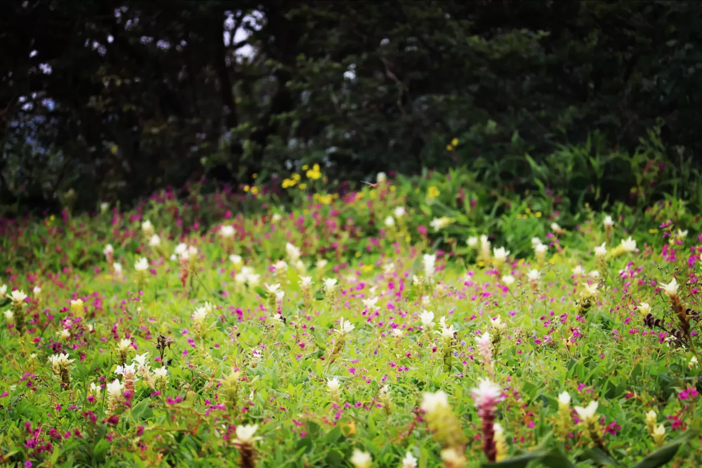 Photo of Kaas Plateau of Flowers By Pradnya Shende